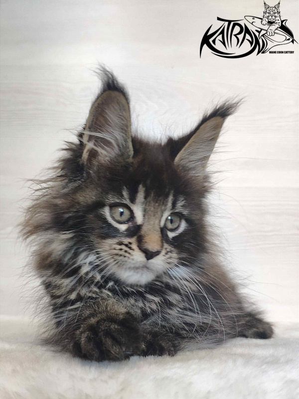 Katran Werona - Котенок мейн-кун 2 месяца