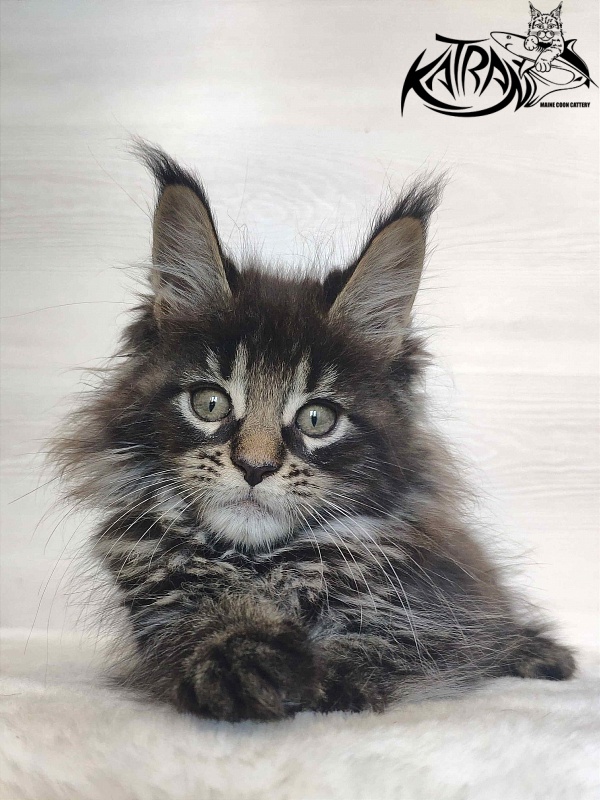 Katran Werona - Котенок мейн-кун 2 месяца