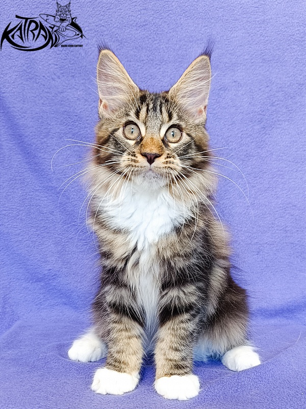 Katran Xena - Kitten maine-coon 3 months
