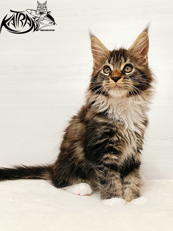 Katran Xena - Kitten maine-coon 2 months