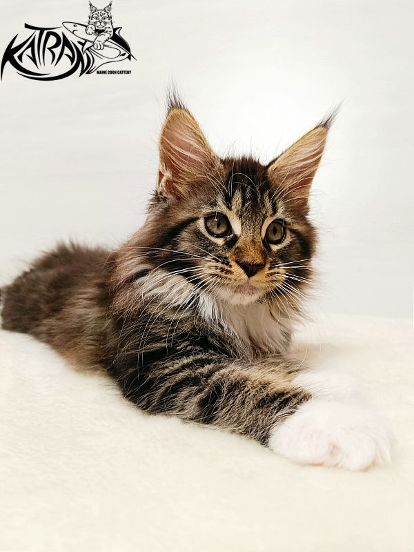 Katran Xena - Kitten maine-coon 2 months