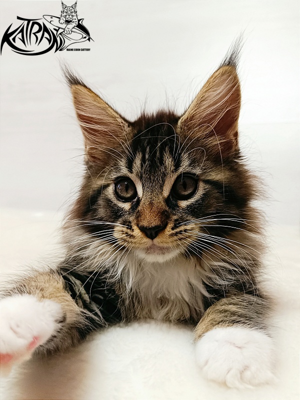 Katran Xena - Kitten maine-coon 2 months
