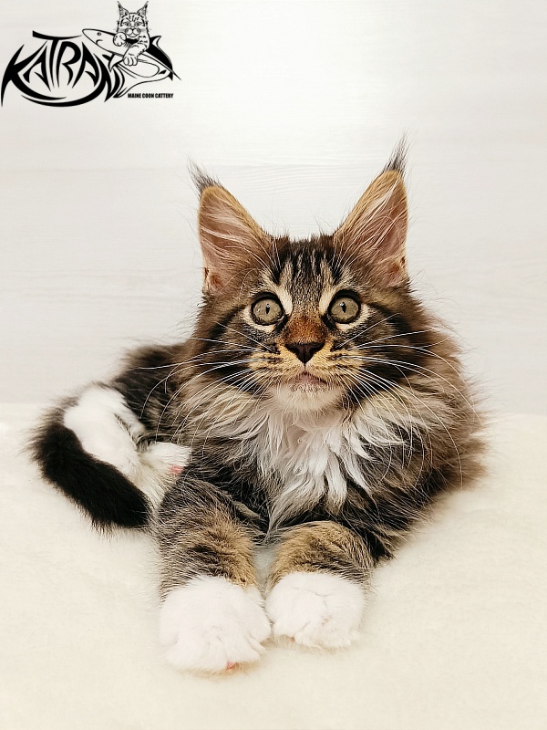 Katran Xena - Kitten maine-coon 2 months