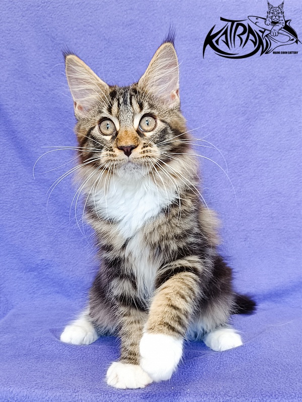 Katran Xena - Kitten maine-coon 3 months
