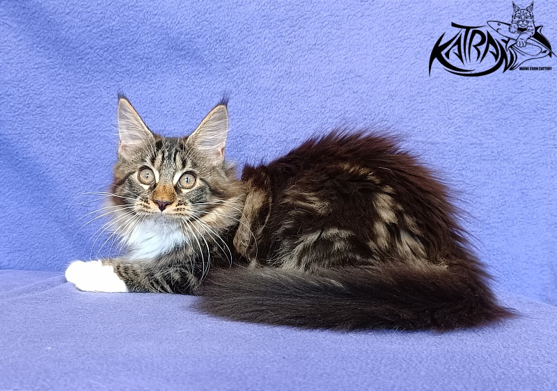 Katran Xena - Kitten maine-coon 3 months