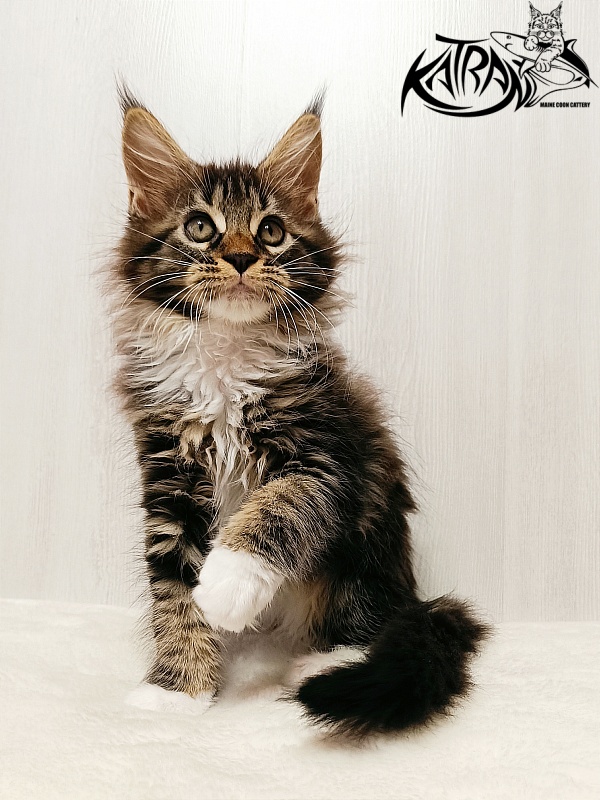 Katran Xena - Kitten maine-coon 2 months