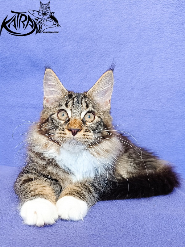 Katran Xena - Kitten maine-coon 3 months