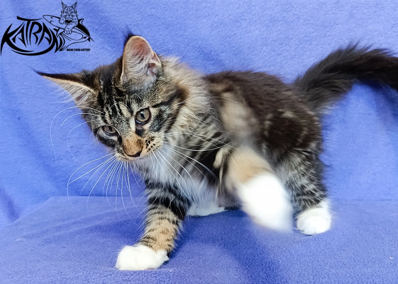 Katran Xena - Kitten maine-coon 3 months