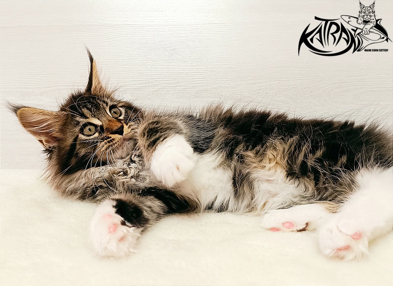 Katran Xena - Kitten maine-coon 2 months
