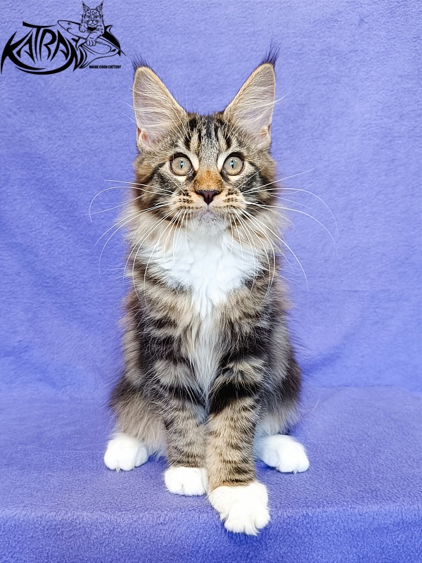 Katran Xena - Kitten maine-coon 3 months