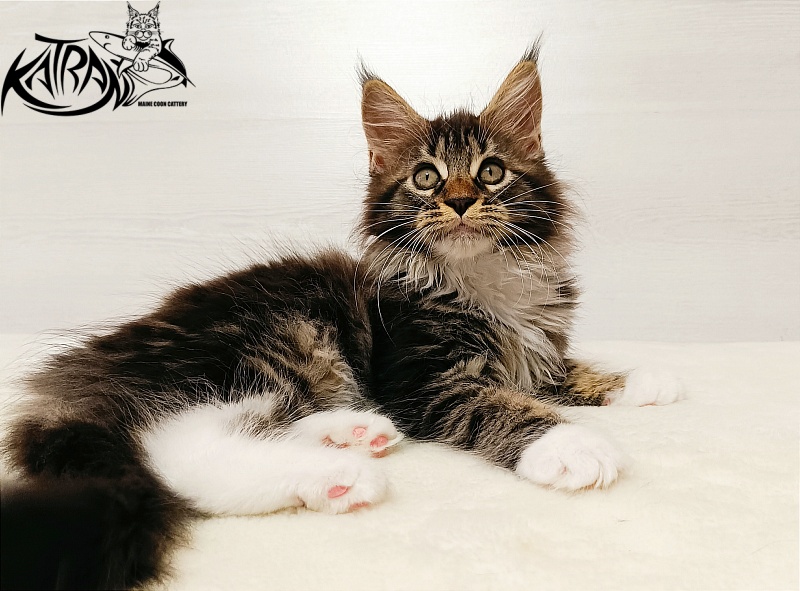 Katran Xena - Kitten maine-coon 2 months