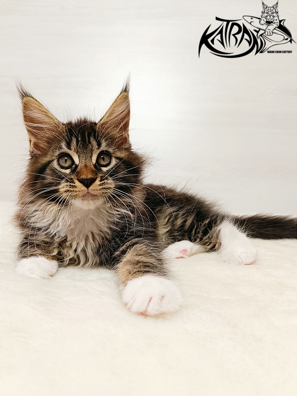 Katran Xena - Kitten maine-coon 2 months