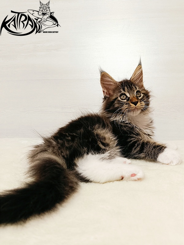 Katran Xena - Kitten maine-coon 2 months