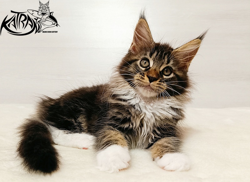 Katran Xena - Kitten maine-coon 2 months