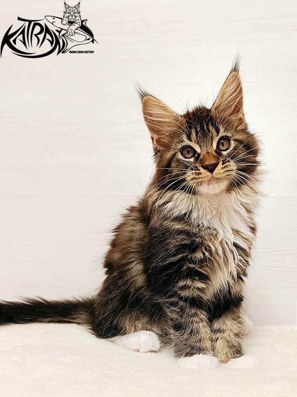 Katran Xena - Kitten maine-coon 2 months
