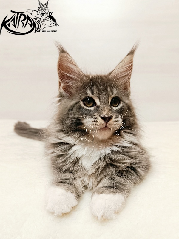 Katran X-Alien - Kitten maine-coon 2 months