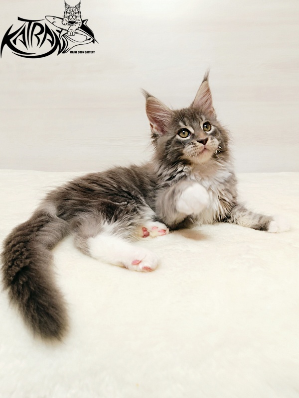 Katran X-Alien - Kitten maine-coon 2 months