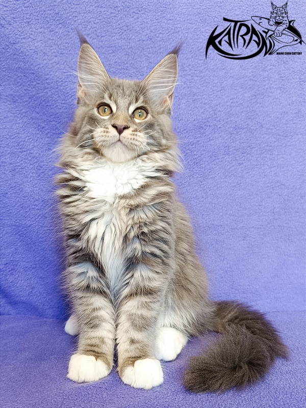Katran X-Alien - Kitten maine-coon 3 months
