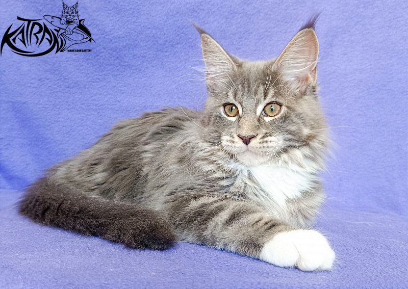 Katran X-Alien - Kitten maine-coon 3 months