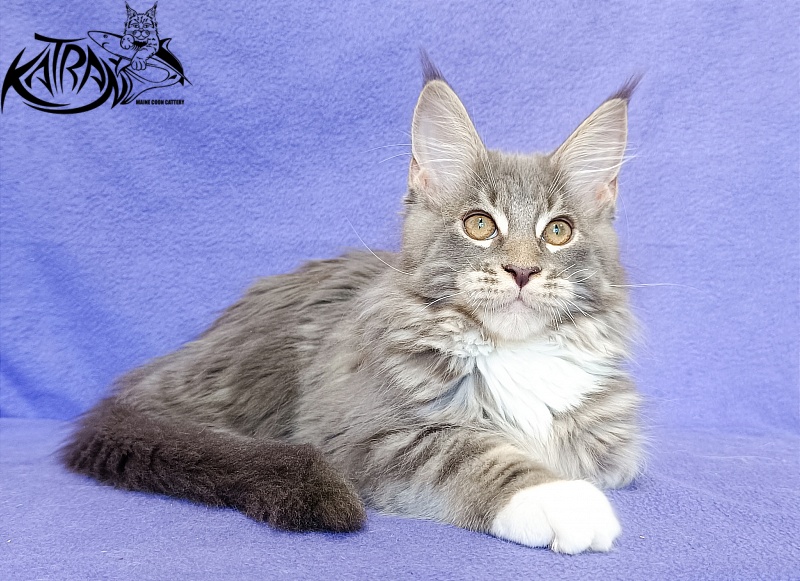 Katran X-Alien - Kitten maine-coon 3 months