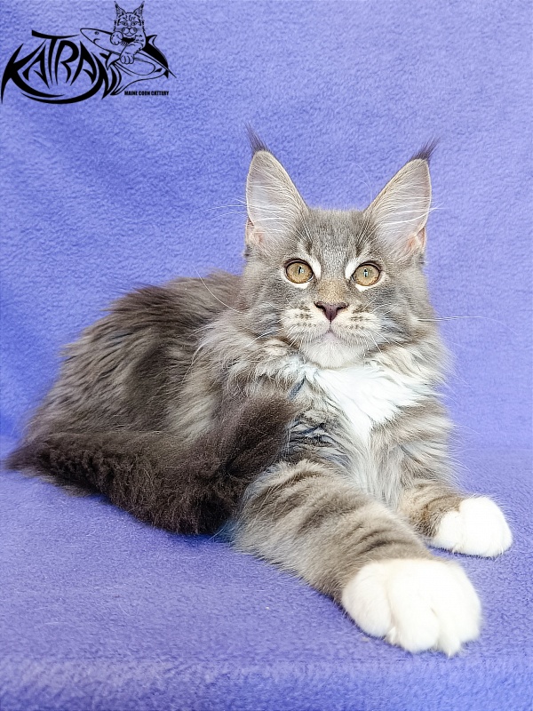 Katran X-Alien - Kitten maine-coon 3 months
