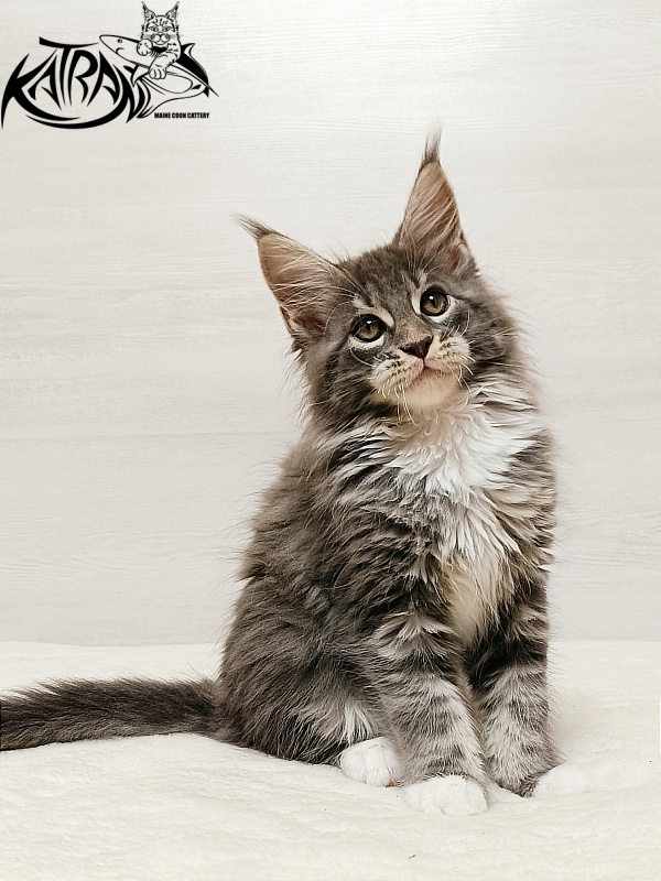 Katran X-Alien - Kitten maine-coon 2 months
