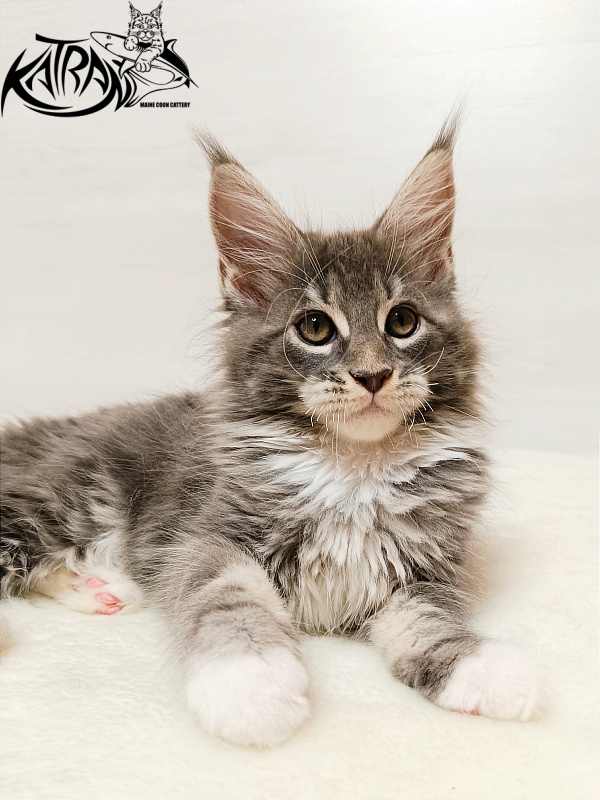 Katran X-Alien - Kitten maine-coon 2 months