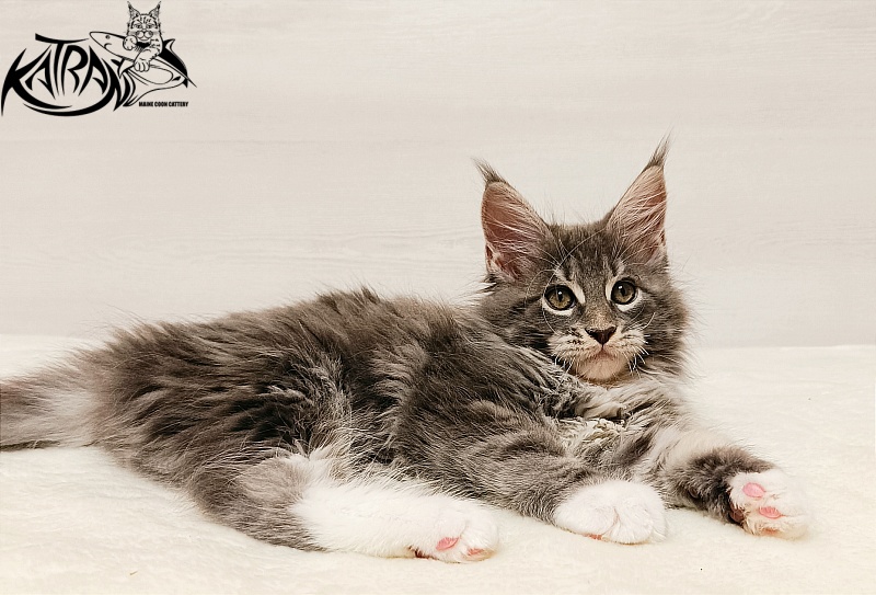 Katran X-Alien - Kitten maine-coon 2 months