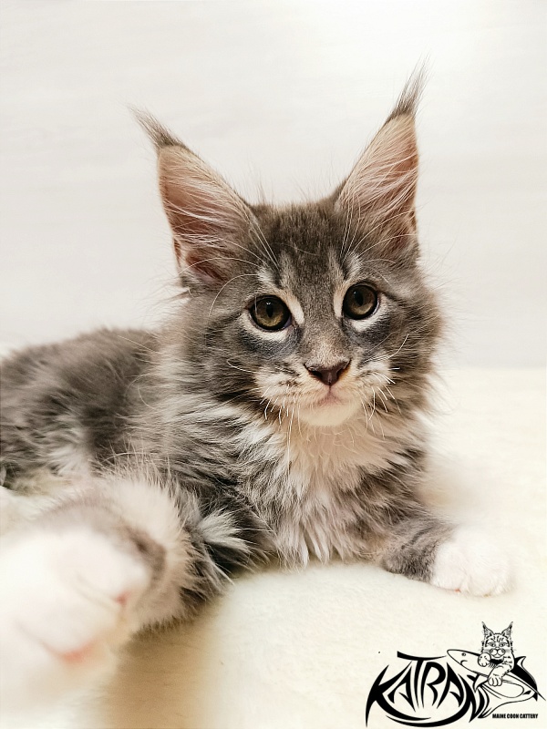 Katran X-Alien - Kitten maine-coon 2 months