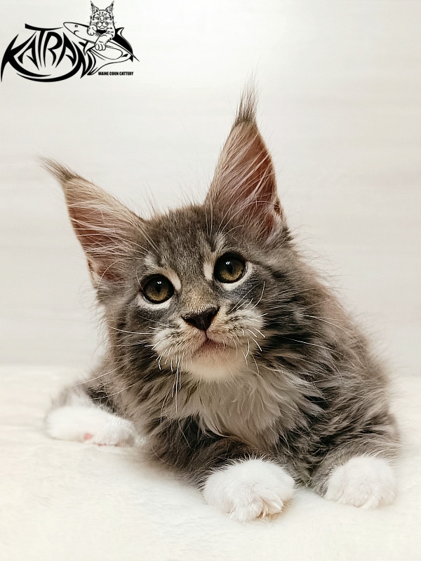 Katran X-Alien - Kitten maine-coon 2 months