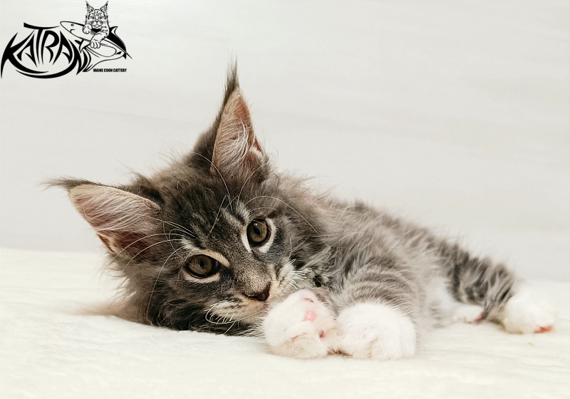 Katran X-Alien - Kitten maine-coon 2 months