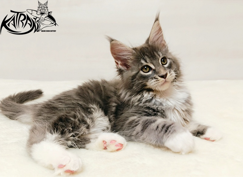 Katran X-Alien - Kitten maine-coon 2 months