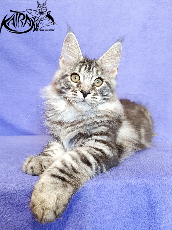 Katran Xavier - Kitten maine-coon 3 months