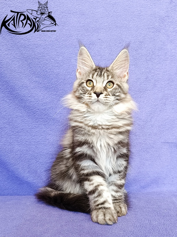 Katran Xavier - Kitten maine-coon 3 months