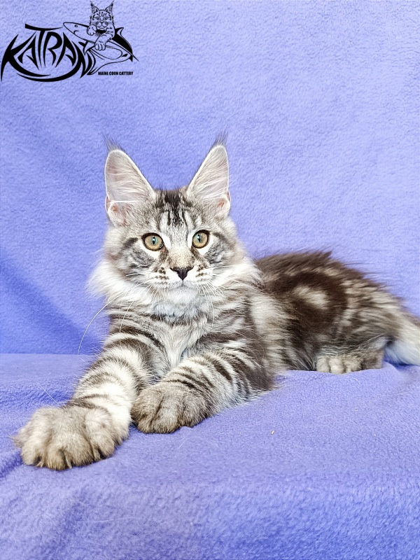 Katran Xavier - Kitten maine-coon 3 months
