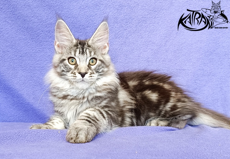 Katran Xavier - Kitten maine-coon 3 months