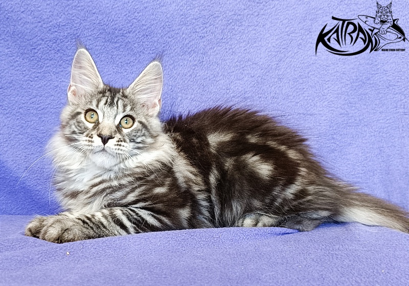 Katran Xavier - Kitten maine-coon 3 months