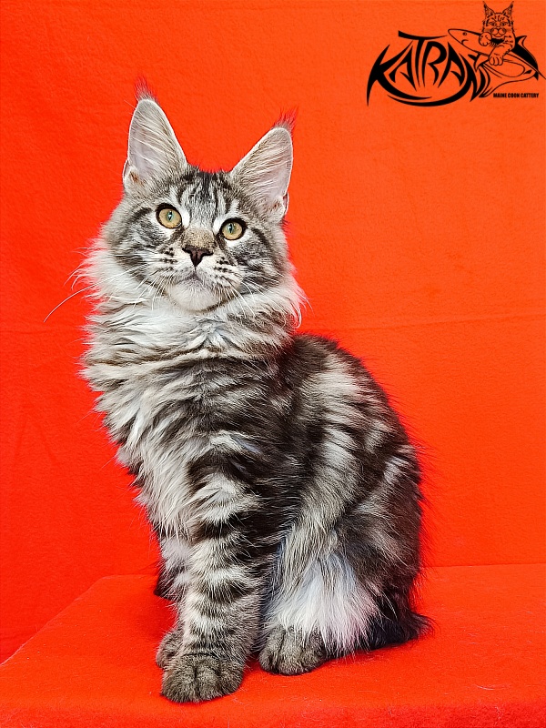 Katran Xavier - Kitten maine-coon 4.5 months