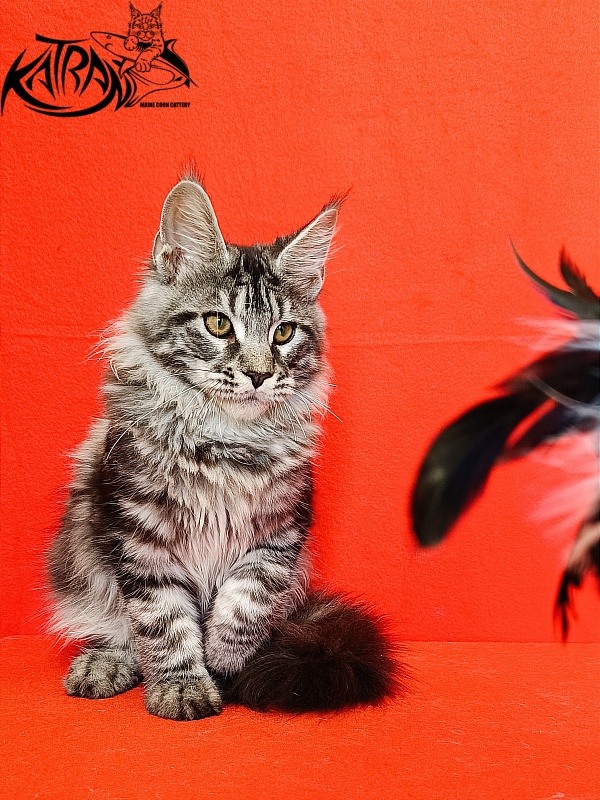 Katran Xavier - Kitten maine-coon 4.5 months