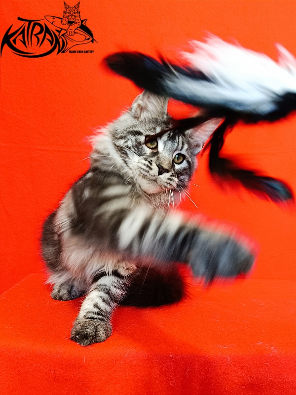 Katran Xavier - Kitten maine-coon 4.5 months
