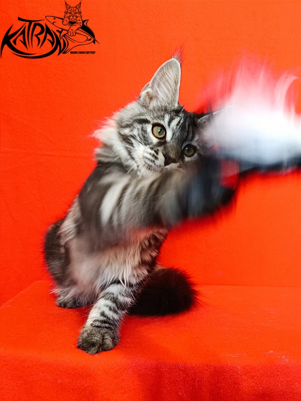 Katran Xavier - Kitten maine-coon 4.5 months