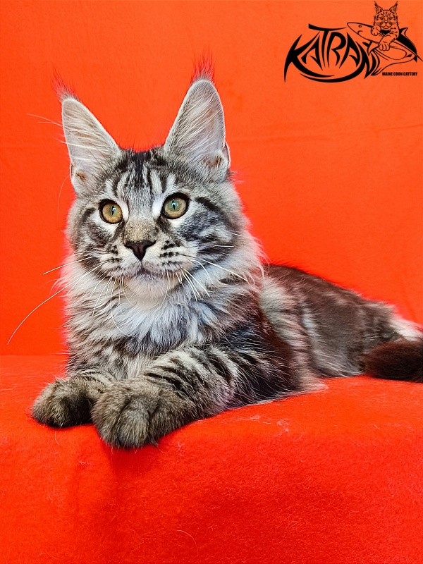 Katran Xavier - Kitten maine-coon 4.5 months