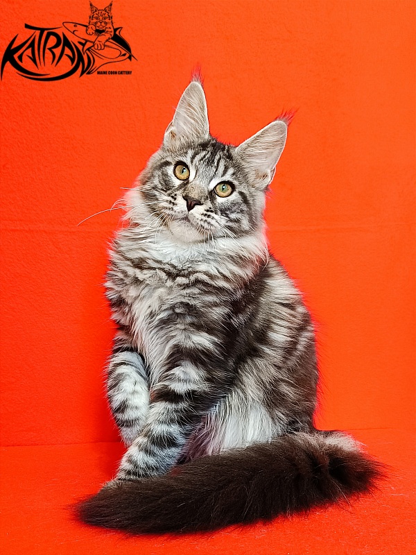 Katran Xavier - Kitten maine-coon 4.5 months