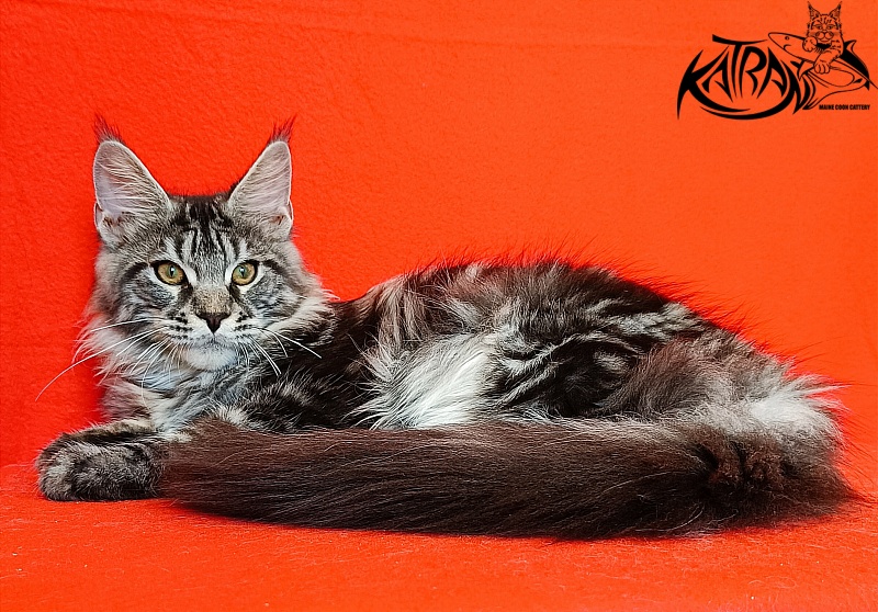 Katran Xavier - Kitten maine-coon 4.5 months