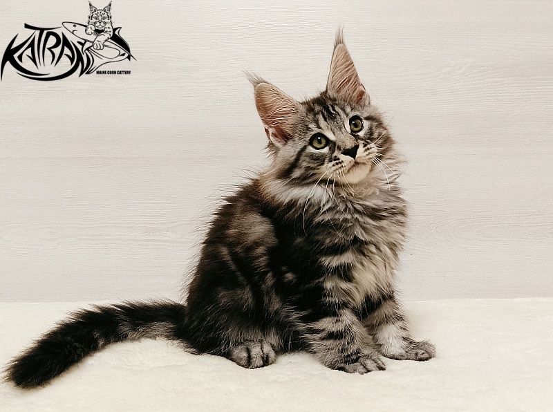 Katran Xavier - Kitten maine-coon 2 months