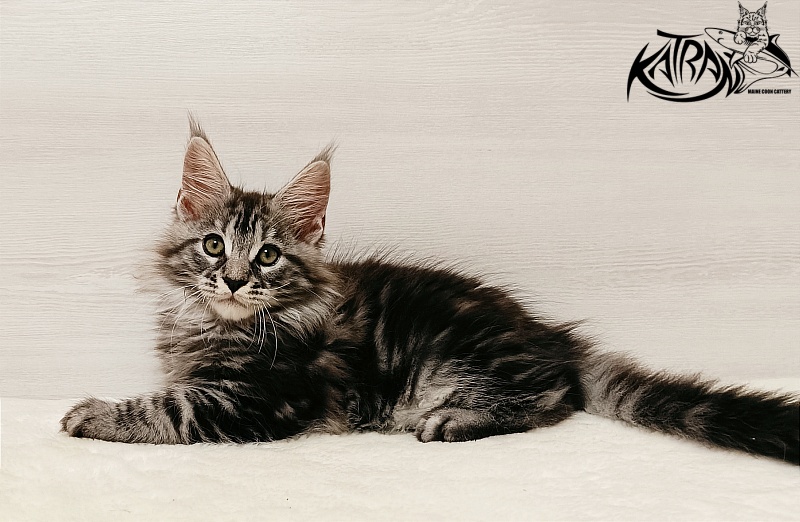 Katran Xavier - Kitten maine-coon 2 months