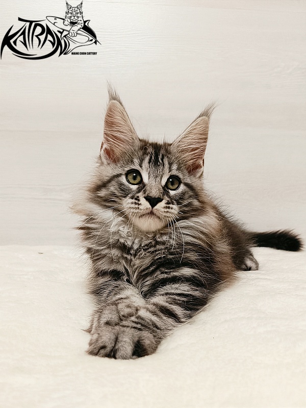Katran Xavier - Kitten maine-coon 2 months