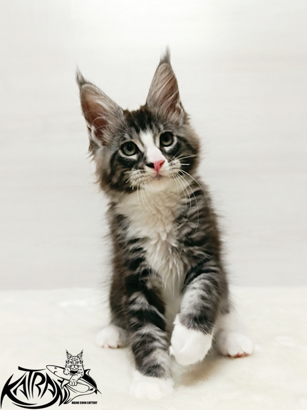 Katran Xenos - Kitten maine-coon 2 months