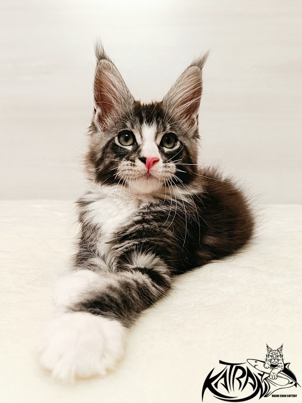 Katran Xenos - Kitten maine-coon 2 months