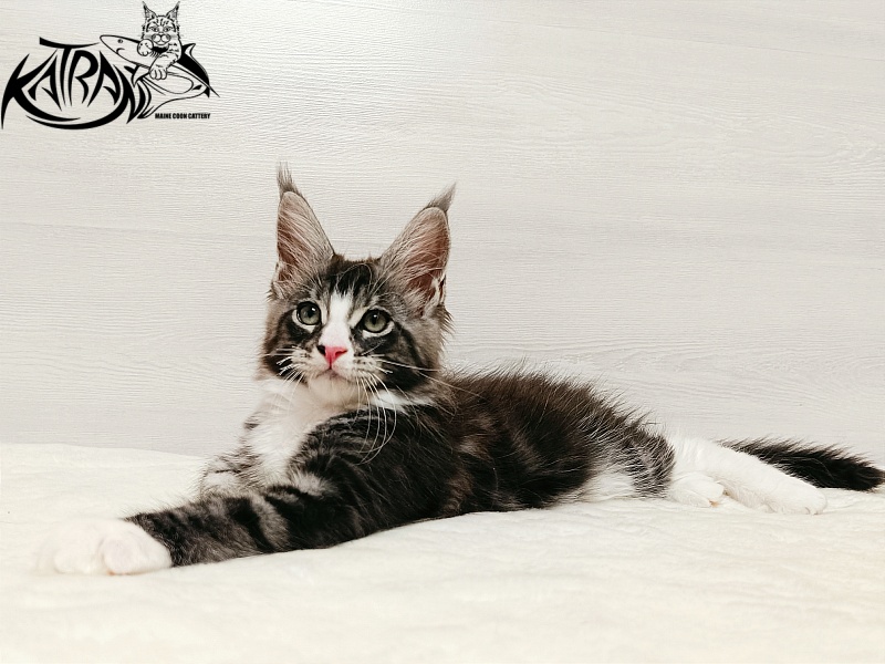 Katran Xenos - Kitten maine-coon 2 months
